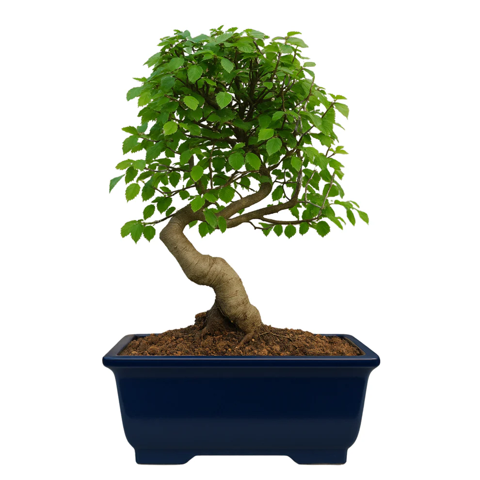 Chinese Elm Bonsai Tree